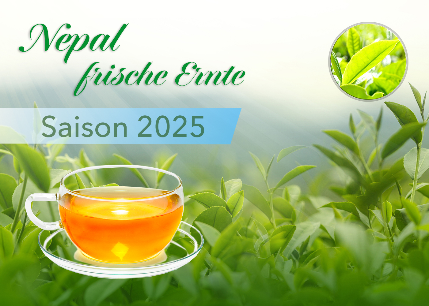 Bio Nepal Flugtee Sakhejung Delight Ernte 2025
