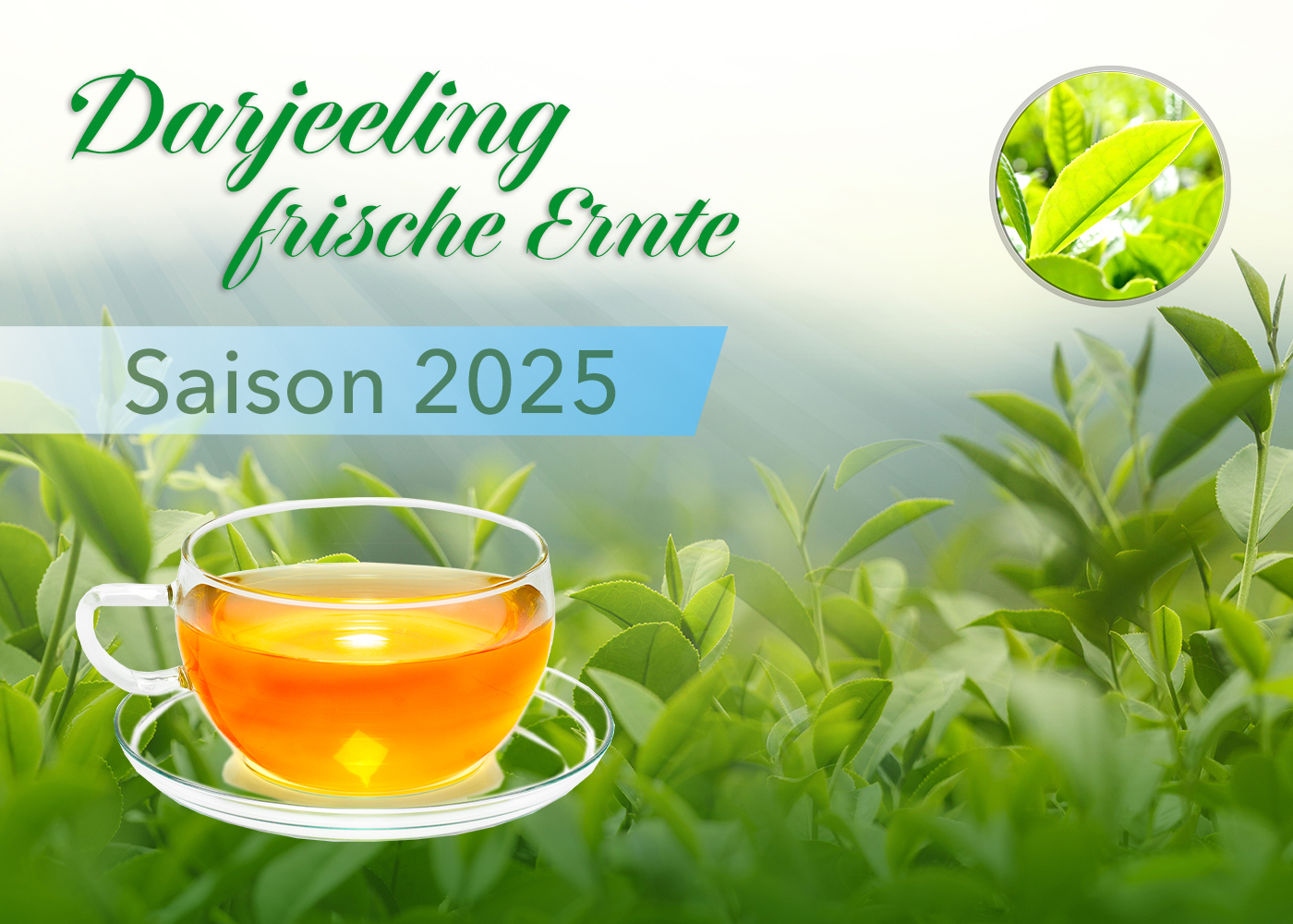 Bio Darjeeling Flugtee FTGFOP1 first flush BADAMTAM EX1 - Ernte 2025