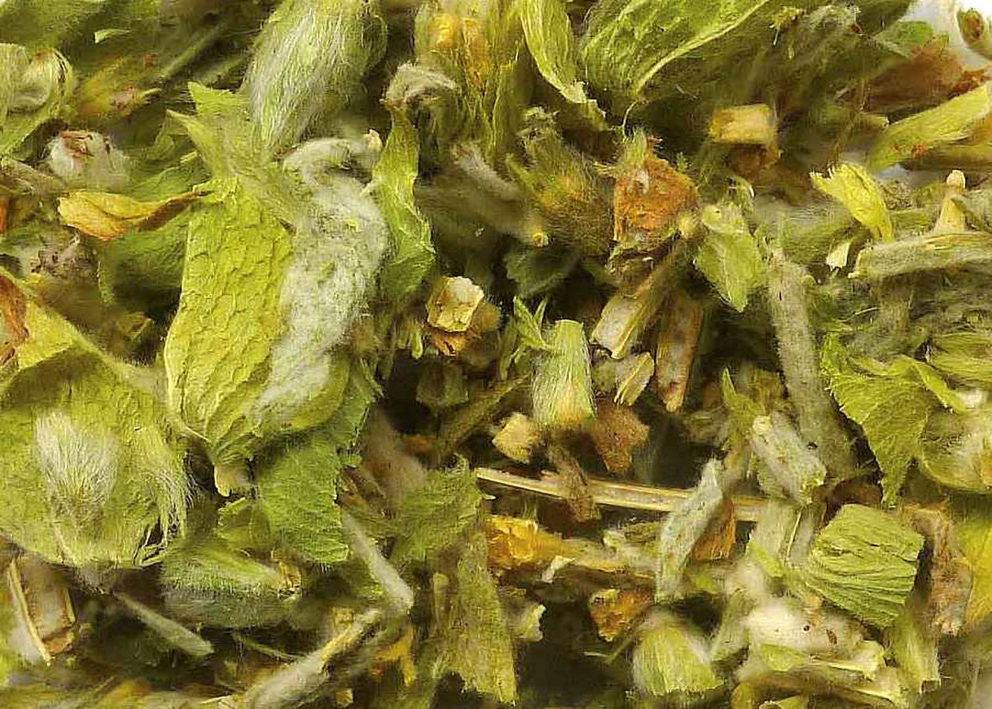 Bergtee Kräutertee - Sideritis scardica 100g