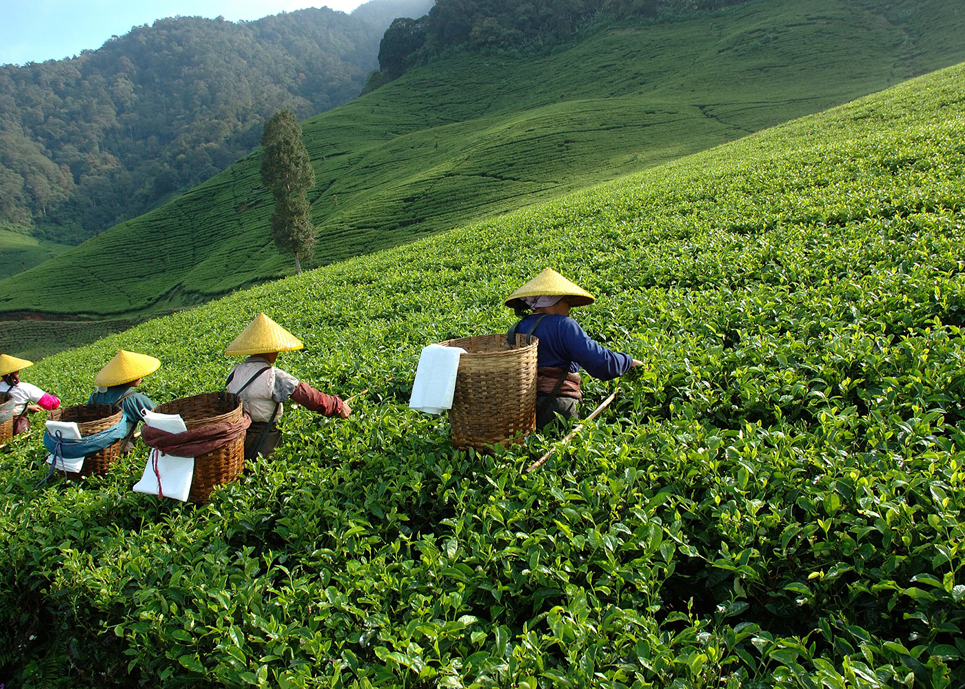 Nilgiri Frost Tea - Schwarzer Tee aus Südindien
