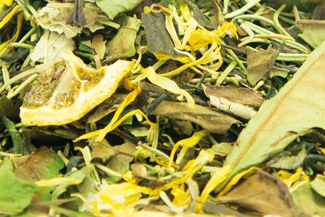 Bio Zitrone-Rosmarin - Weißer Tee - auslaufende Teesorte