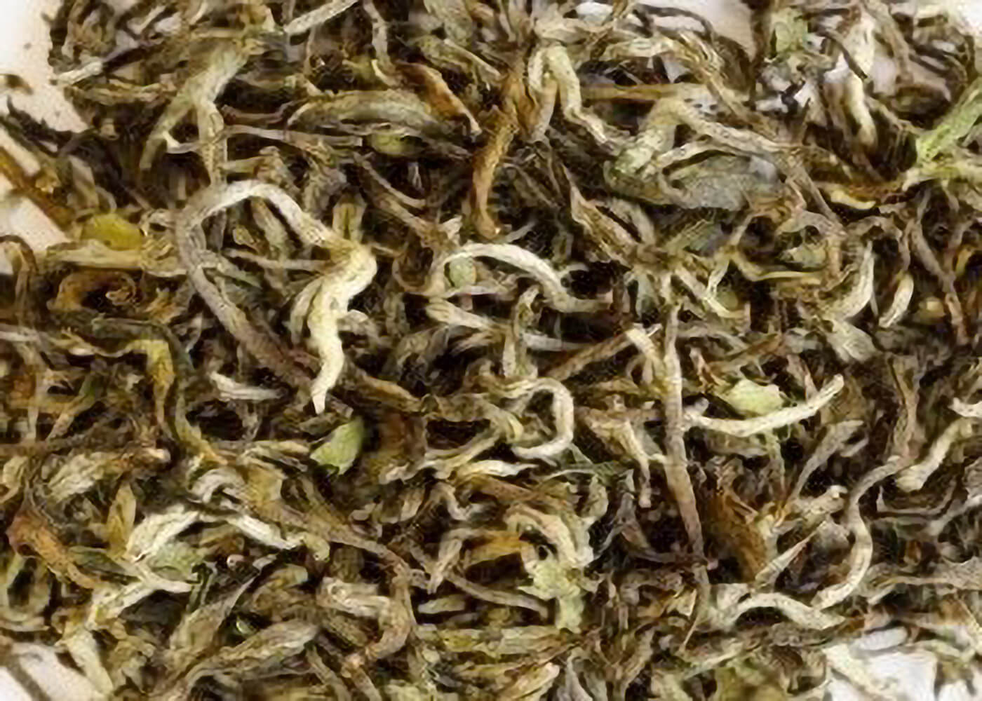 Bio Flugtee Weißer Nepal "Mai Tea White" - frische Ernte